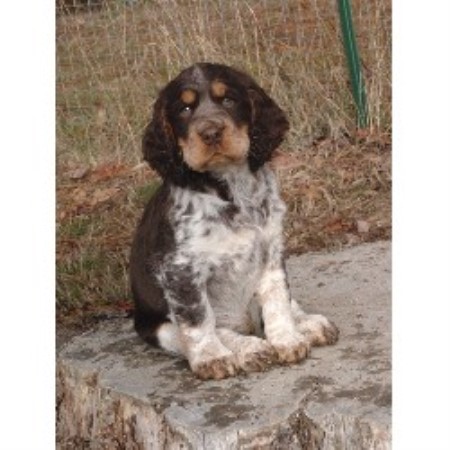 Vom King Charles English Springer Spaniel Breeder In Grants