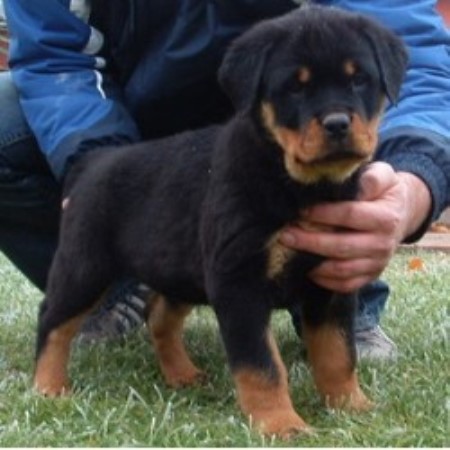 Offenburgher Reg. Rottweilers