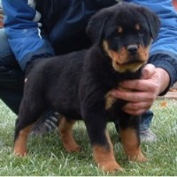 Offenburgher Reg. Rottweilers Rottweiler breeder