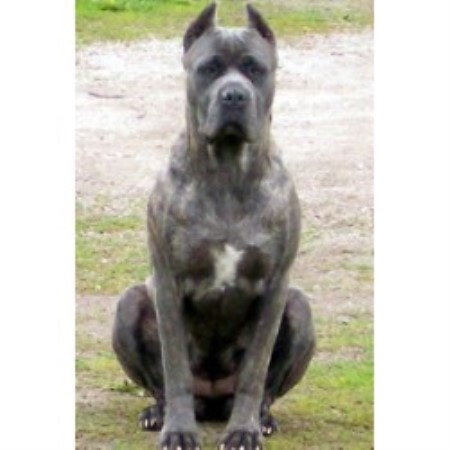 Liliani Cane Corso Cane Corso Breeder In Bradford Ontario