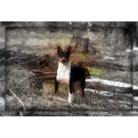 Ridgeback Dog Breeders Ontario Ridgeback Dog Breeders Ontario