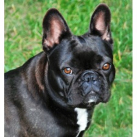 43 HQ Images French Bulldog Breeder Vaughan : French Bulldog Breeders New England | Top Dog Information