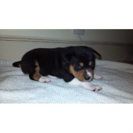 basenji puppies for sale near me andrea basenji breeder in bowie maryland basenji puppies for sale near me andrea basenji breeder in bowie maryland