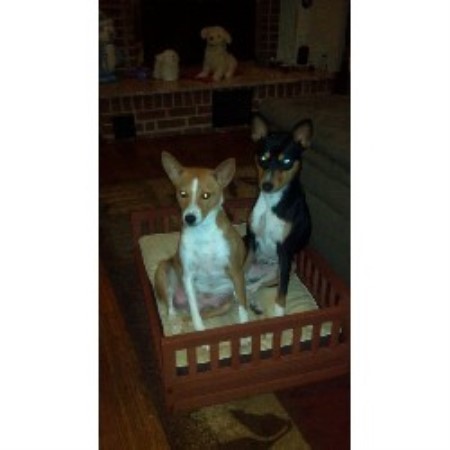 basenji puppies for sale near me andrea basenji breeder in bowie maryland basenji puppies for sale near me andrea basenji breeder in bowie maryland