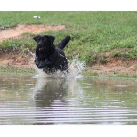 Small Dog Breeders North Carolina Small Dog Breeders North Carolina