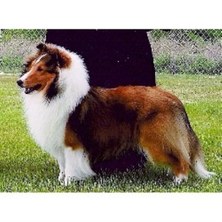 Illusion Shelties, Shetland Sheepdog Breeder in Fryeburg ...