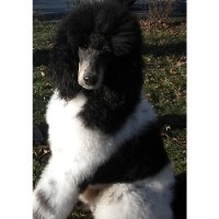 Rebecca - Poodle Standard Breeder Poodle Standard breeder