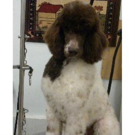 Poodle Standard Breeder 19824