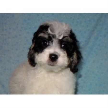 free puppies greenville sc barmor s puppies cockapoo breeder in greenville south carolina free puppies greenville sc barmor s puppies cockapoo breeder in greenville south carolina