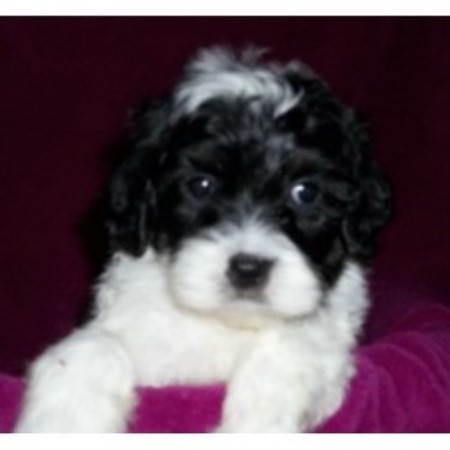 cockapoo breeders breeder