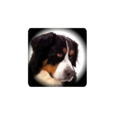 Bernese Dog Rescue Colorado Bernese Dog Rescue Colorado
