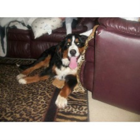 bernese mountain puppies michigan denali bernese bernese mountain breeder in allendale michigan bernese mountain puppies michigan denali bernese bernese mountain breeder in allendale michigan