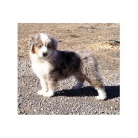 56 Top Photos Australian Shepherd Puppy Colorado : Joker Australian Shepherd Puppy 599825 Puppyspot