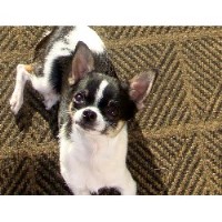 Las Vegas Tiny Chihuahua