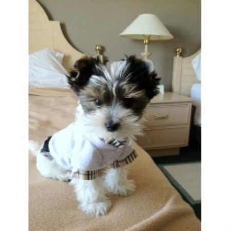 Rescue Yorkie Breeds Puppies For Adoption In Connecticut USA