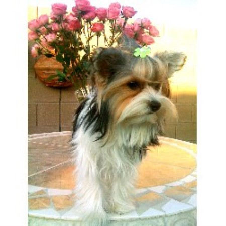 Yorkie Breeds Usa Yorkshire Terrier Breeder In Las