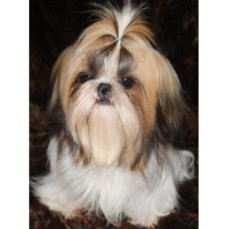 carolina shih tzu breeders luan shih tzu shih tzu breeder in ladson south carolina carolina shih tzu breeders luan shih tzu shih tzu breeder in ladson south carolina