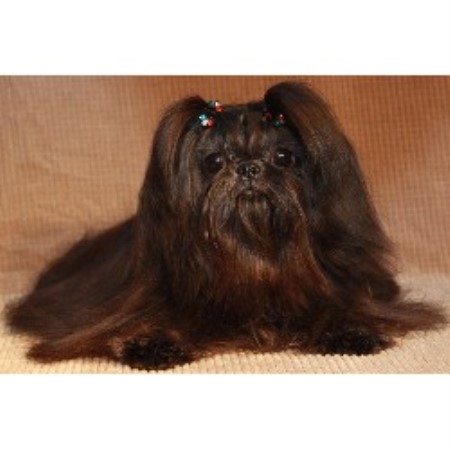 shih tzu carolina luan shih tzu shih tzu breeder in ladson south carolina shih tzu carolina luan shih tzu shih tzu breeder in ladson south carolina