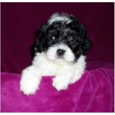 free puppies sc barmor s ny and sc cockapoo breeder in greenville south carolina free puppies sc barmor s ny and sc cockapoo breeder in greenville south carolina