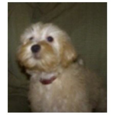 schnoodle breeder