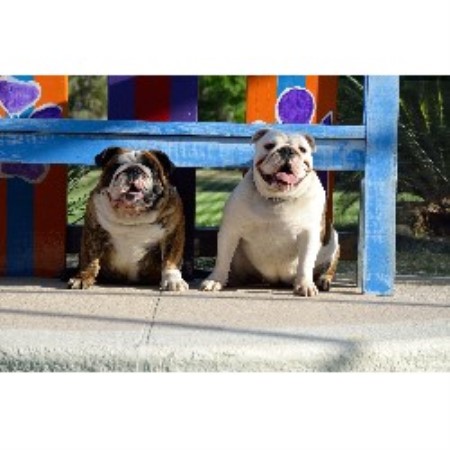 Ama Dogues, English Bulldog Breeder in Sorrento, Florida