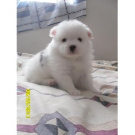 Somewhere2morrow Pomeranians Pomeranian Breeder In Fresno