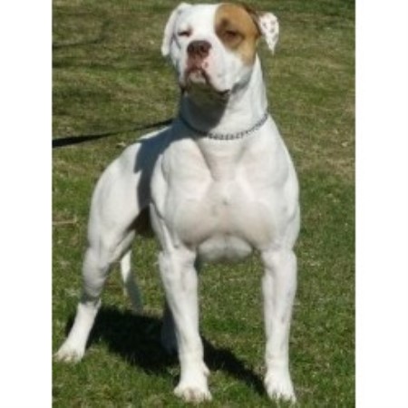 North South American Bulldogs, American Bulldog Breeder in ...