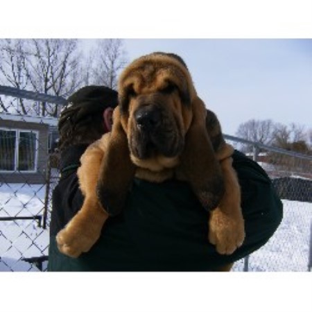 Mountain Crest Bloodhounds, Bloodhound 