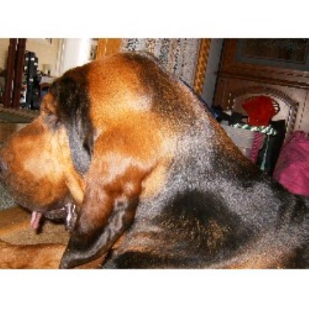 Mountain Crest Bloodhounds Bloodhound Breeder In Cadillac