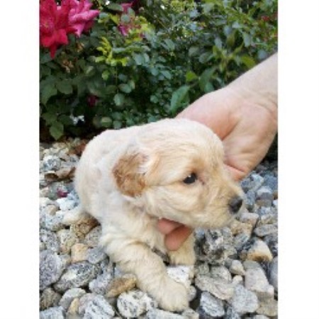 free puppies in ct adopt the puppy kennel goldendoodle breeder in glastonbury connecticut free puppies in ct adopt the puppy kennel goldendoodle breeder in glastonbury connecticut