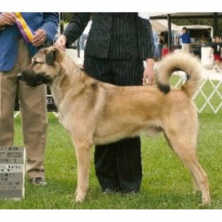 Sarplaninac Shepherd Dog Ohio Puppies For Sale Sarplaninac Shepherd Dog Ohio Puppies For Sale