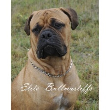 bullmastiff puppies for sale in michigan elite bullmastiffs bullmastiff breeder in grand rapids michigan bullmastiff puppies for sale in michigan elite bullmastiffs bullmastiff breeder in grand rapids michigan