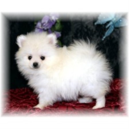 Back Forty Kennel Pomeranian Breeder In Terry Mississippi