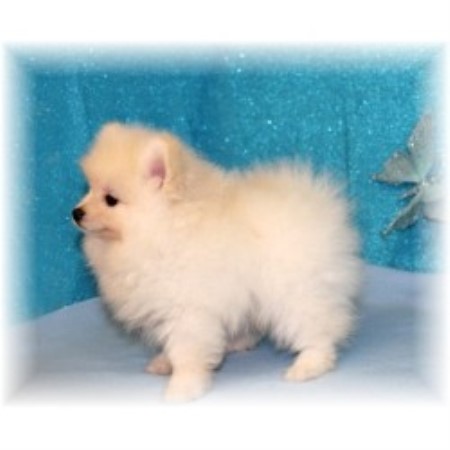 pomeranian puppies for sale in columbia sc back forty kennel pomeranian breeder in terry mississippi pomeranian puppies for sale in columbia sc back forty kennel pomeranian breeder in terry mississippi