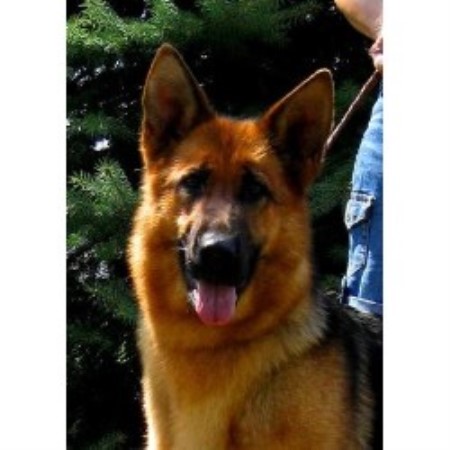 German Shepherd Dog Breeder 20100