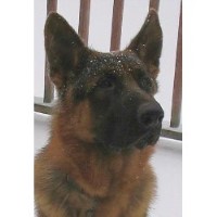 Edgewood German Shepherds German Shepherd Dog breeder