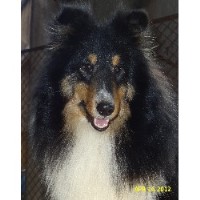 Greyfyre Shelties Shetland Sheepdog breeder