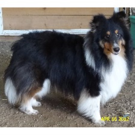 Shetland Sheepdog Breeder 20132