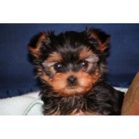 Beach Yorkies Yorkshire Terrier Breeder In Virginia Beach