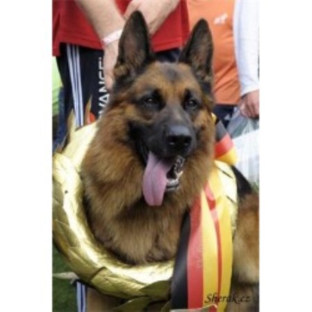 No Fear Lives Here K9's, German Shepherd Dog Breeder in ...