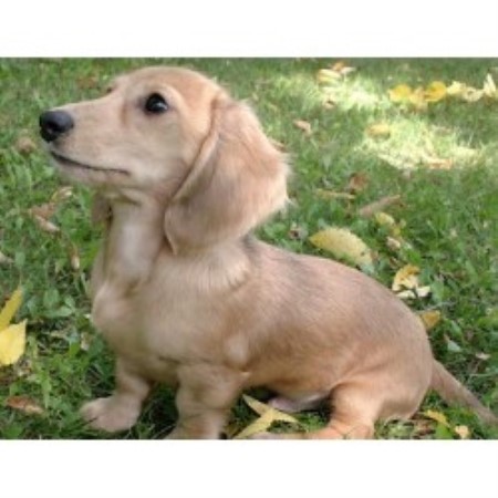 23+ Dachshund Terrier Puppies For Sale