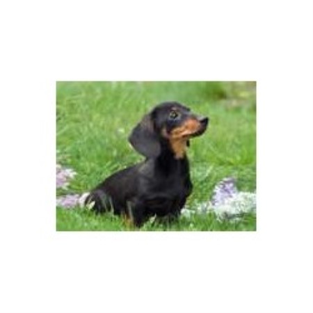 Weenie Dog Puppies For Sale In Mississippi Weenie Dog Puppies For Sale In Mississippi