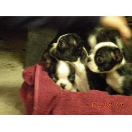 Golden Days, Boston Terrier Breeder in Conklin, Michigan