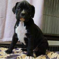 Hill Top Boxers Boxer breeder