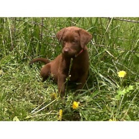 53 HQ Pictures White Labrador Puppies Oregon / Bossen's Labradors, Labrador Retriever Breeder in Florence ...