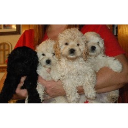 Camic Cockapoos Cockapoo Breeder In Haines City Florida
