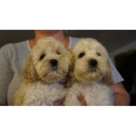 Cockapoo Breeders In Florida