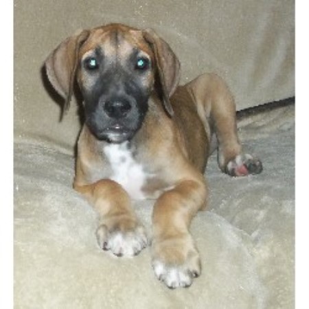 alabama breeder dane danes pinhook dog