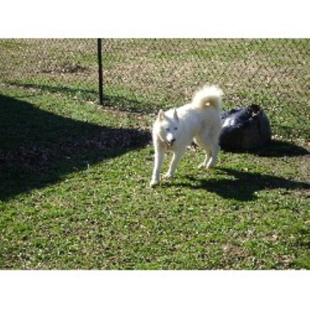 Racoon Dogs For Sale In Ohio Racoon Dogs For Sale In Ohio