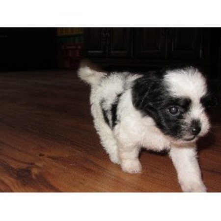 shih tzu and furbaby rescue ohio coton shih tzu mix ohio breeds picture shih tzu and furbaby rescue ohio coton shih tzu mix ohio breeds picture